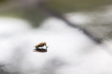 A fly on a mirrored black surface. Macro.