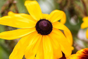 Yellow burgundy flower and bumblebee collecting nectar