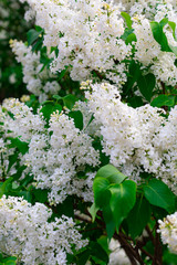 Fresh white lilac branches on the sunshine beam background, copyspace, selective focus