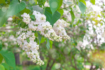 Fresh white lilac branches on the sunshine beam background, copyspace, selective focus