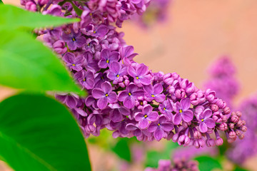 Fototapeta na wymiar Fresh pink and purple lilac branch closeup, copyspace, selective focus, toned