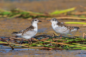 common tern (sterna hirundo)