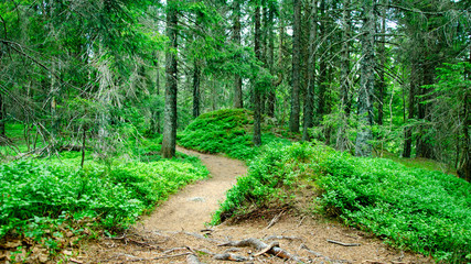 Black forest landscape - small idyllic rooted path through green forest during the day in summer