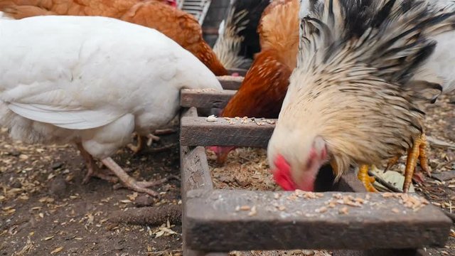 Beautiful rural chickens eat wheat in a manger. Close-up