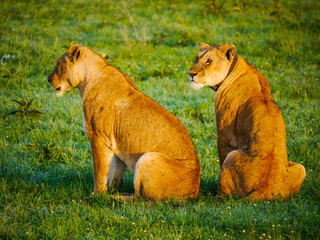 Fototapeta na wymiar Pride of lionesses (Panthera leo) sitting and waiting in Serengeti Nationalpark