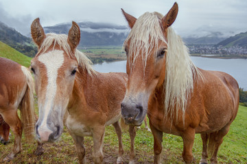 Fototapeta na wymiar Alpine horses by lake Zell am See, Austria