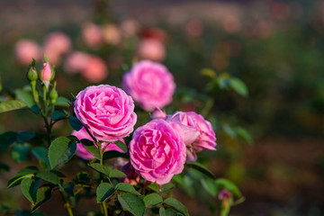 Pink heritage roses in a Delhi garden, India