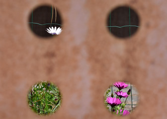 Sunlit flowers seen through round holes in rusted sheet metal