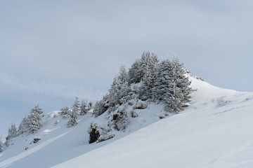 Fototapeta premium Alp slopes covered by snow and some coniferous trees in ski resort Hoch Ybrig in Switzerland