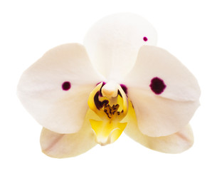 beautiful phalaenopsis orchid flower, isolated on white background