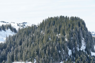 Alp slopes covered by coniferous tree in ski resort Hoch Ybrig in Switzerland. The branches of are slightly covered by snow as well
