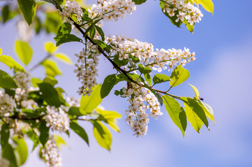 A branch of a flowering cherry against the spring blue sky on a warm sunny May day