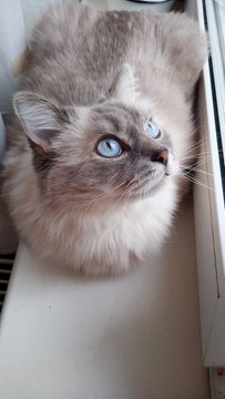 blue cat with blue eyes