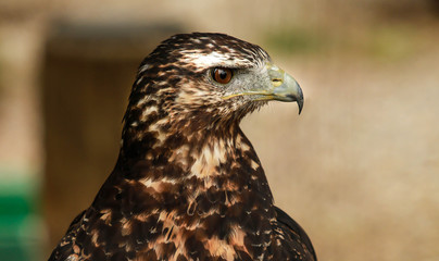 AGUILA