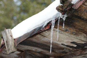 Melting icicles on a roof covered by a layer of snow with coniferous forest on the background. A detail of a cottage or chalet in winter. 