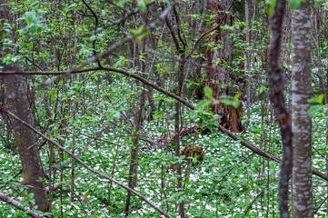 Spring forest with a clearing of early flowers on a warm May day blurred around the edges