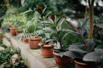 .Tropical plants in pots. Greenhouse, seedlings. Tropics