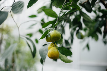 Ripe tropical fruits grow on trees. Jungle. Forest