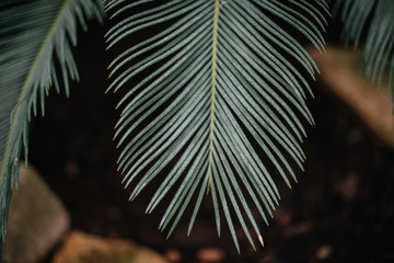 A tropical plant close up in the dense thickets of the jungle. Tropics
