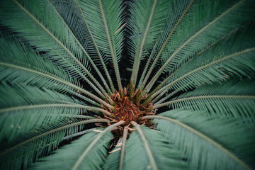 Naklejka na ściany i meble A tropical plant close up in the dense thickets of the jungle. Tropics