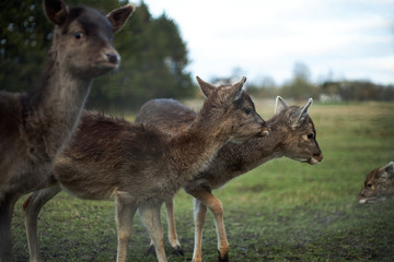 fallow deer in the forest