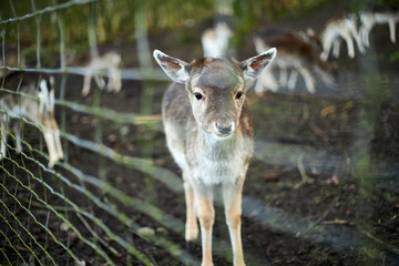 deer in the forest