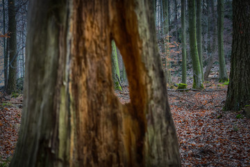 Looking through a hole in a stump in a haunted forest in.