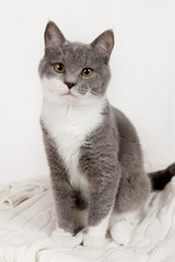 Funny gray kitten on a white knitted plaid. Nicely is played and rested.