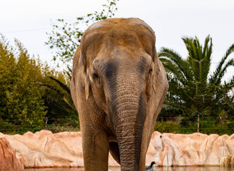 An Elephant Looks At The Camera Head On With Its Trunk Down
