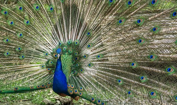 Peacock spreads tail