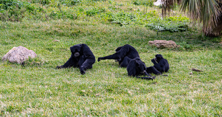 A Family Of Gibbons Hang Out Together On The Grass