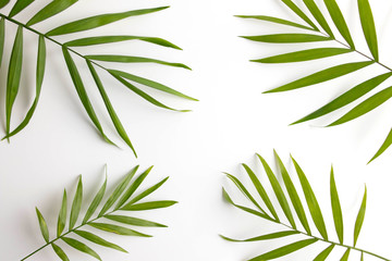 green palm leaf branches on white background. flat lay, top view