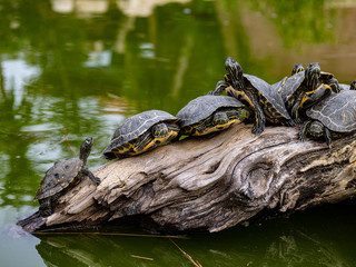 Many turtles sun themselves on a log in a pond
