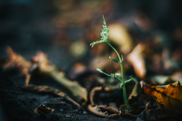 fresh flower seedling grown focussed