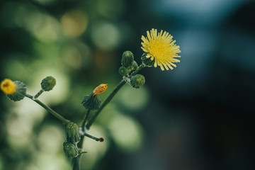 Yellow flower petals bloom in wild