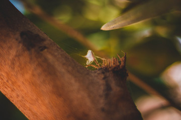 bird feather stuck with blurred background