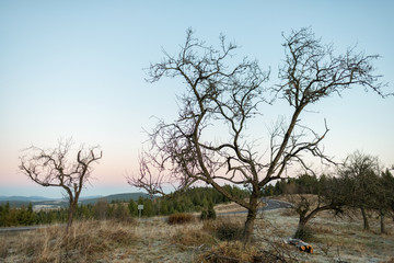 Mountain landscape with rocks and trees
