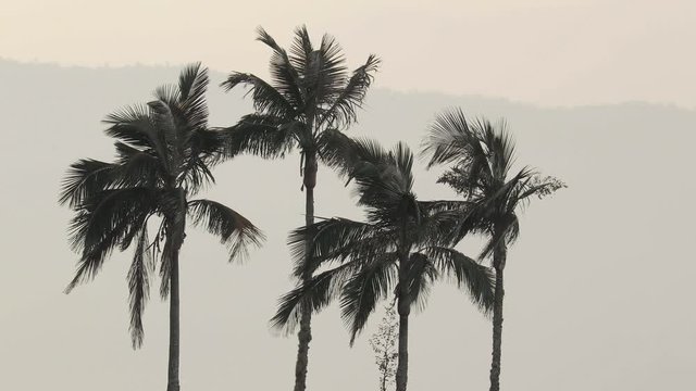 Tall palm trees in the wind, misty mountain landscape