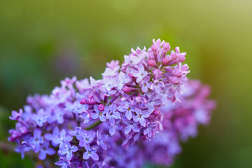Branch of blossoming lilac isolated on green.