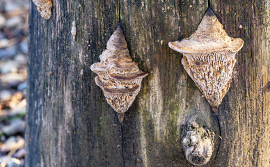 Beige porous tree fungus Daedalea quercina, commonly known as oak mazegill or maze-gill fungus on gray stump. Close-up of tree fungus. Original design from nature. Selective focus. Place for your text