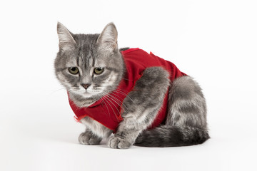 Cat in red medical blanket for cats, isolate on a white background. Treatment of a pet after...
