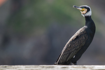 Great cormorant (Phalacrocorax carbo)
