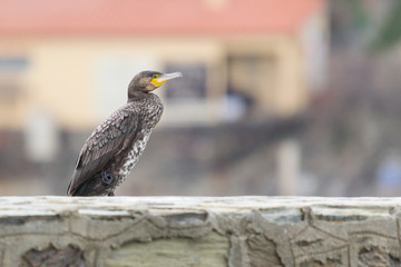 Great cormorant (Phalacrocorax carbo)