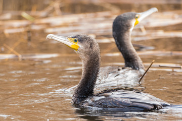 Great cormorant (Phalacrocorax carbo)