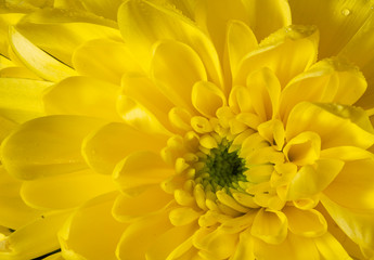 macro of a yellow flower