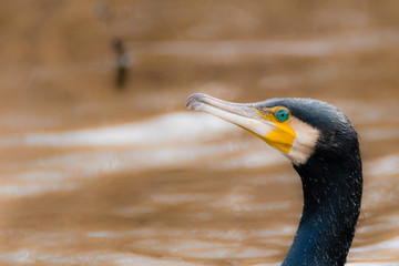 Great cormorant (Phalacrocorax carbo)