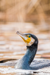 Great cormorant (Phalacrocorax carbo)