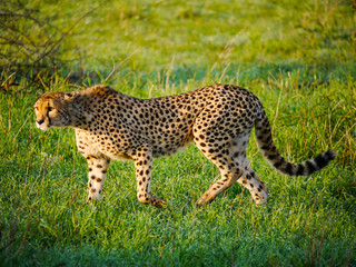 Cheetah (Acinonyx jubatus) walks past a bush in the Serengeti Nationalpark