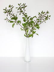 green pittosporum branches in a vase