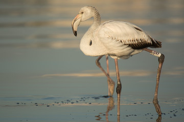 Greater flamingo (Phoenicopterus roseus)